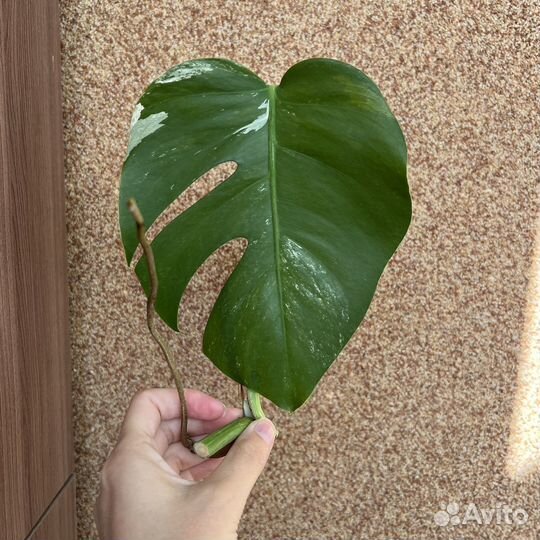 Монстера альба вариегатная