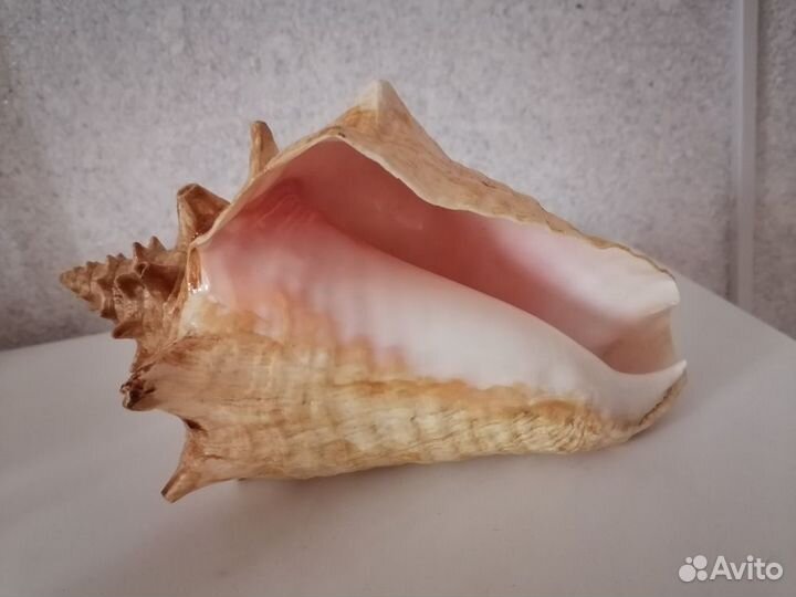 Ракушка морская большая