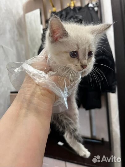 Котёнок в добрые руки (девочка голубоглазая)