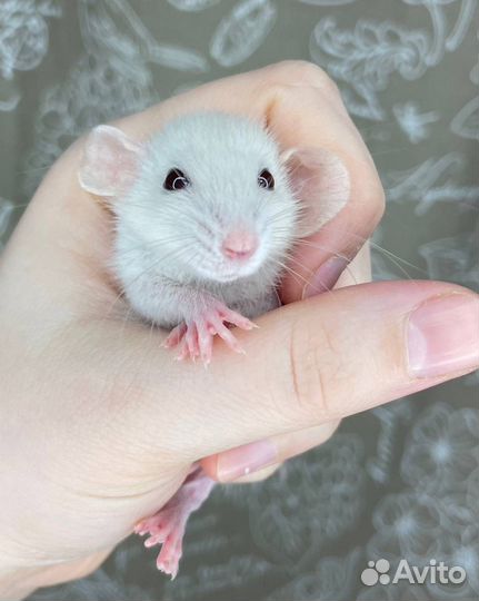 Крысята дамбо