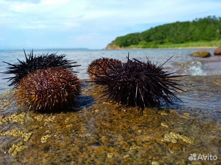 Живые устрицы опт и розница