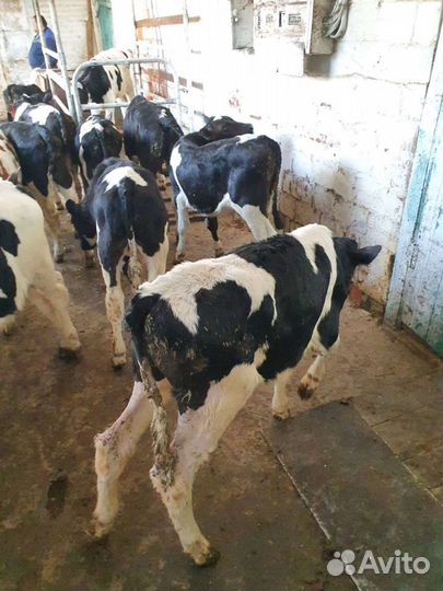 Бычки и телки