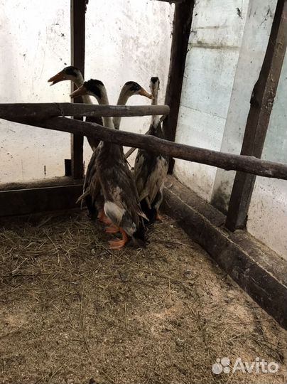 Утки индийский бегунок