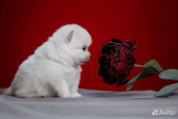 Щенки шпица