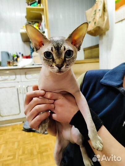 Канадский сфинкс