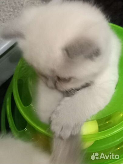 Малыши 1,5 мес самые ласковые котятки