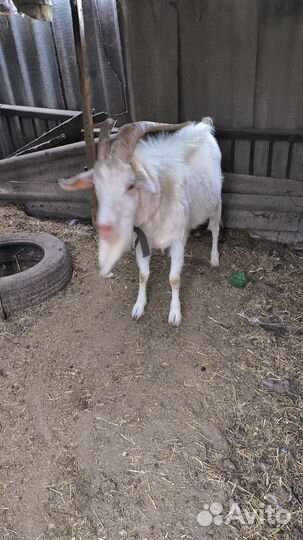 Козел на вязку