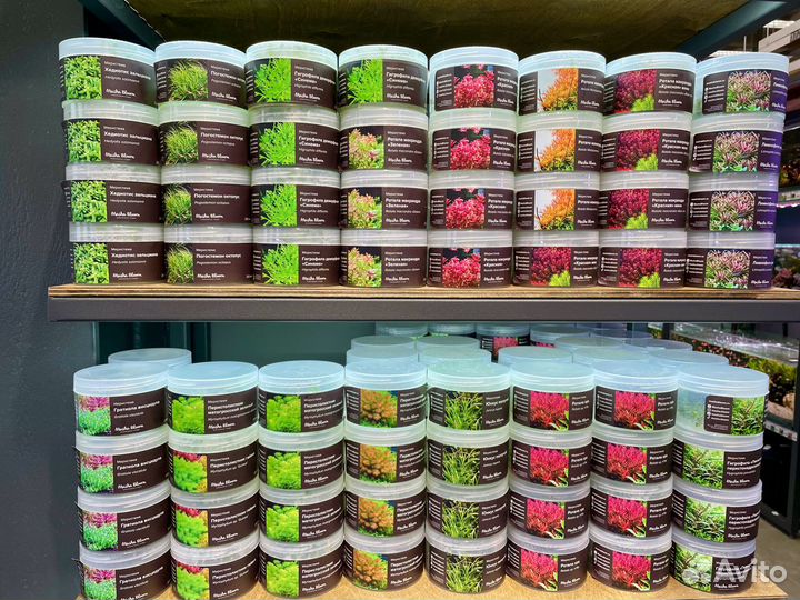 Меристемные аквариумные растения