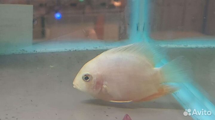 Северум 8см + Аквариумные рыбки