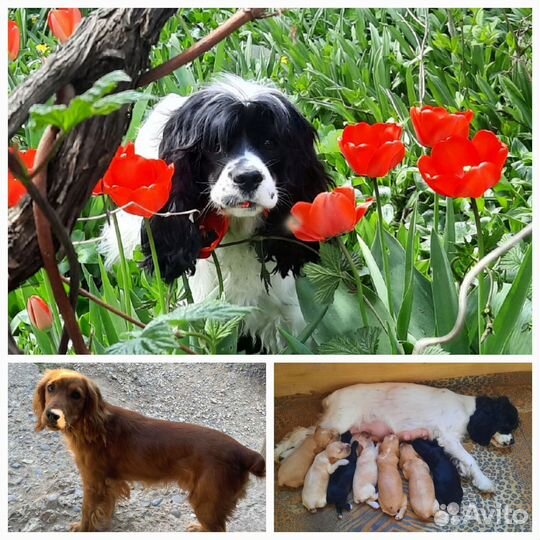 Кокер спаниель