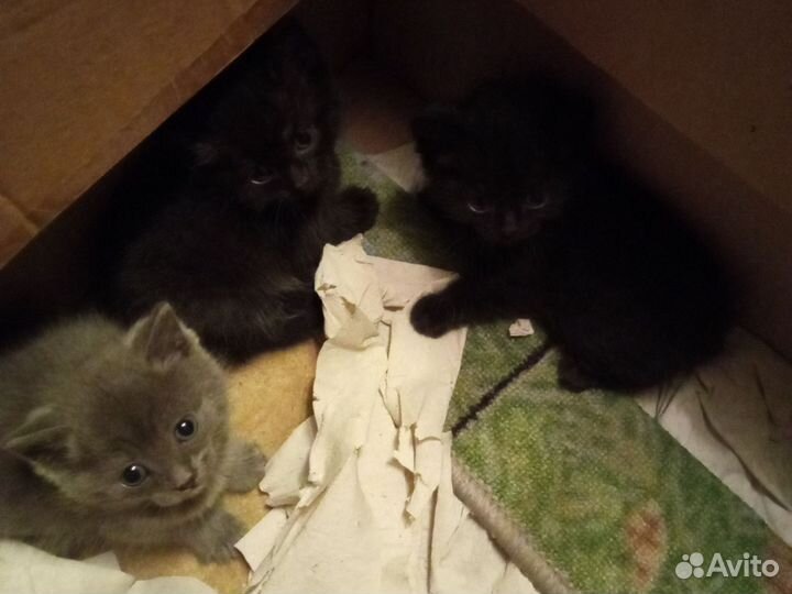 Британская