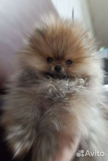 Шпицешарик