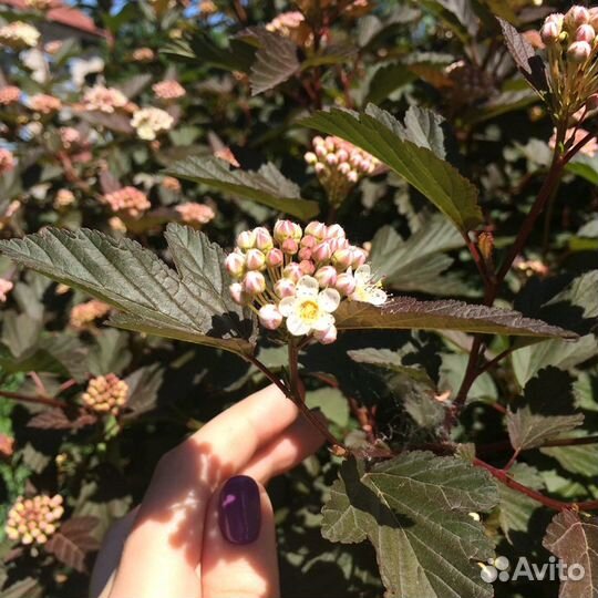 Кустарники для сада