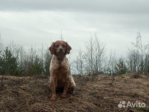 Взрослые сука и кобель породы бретонский эпаньоль