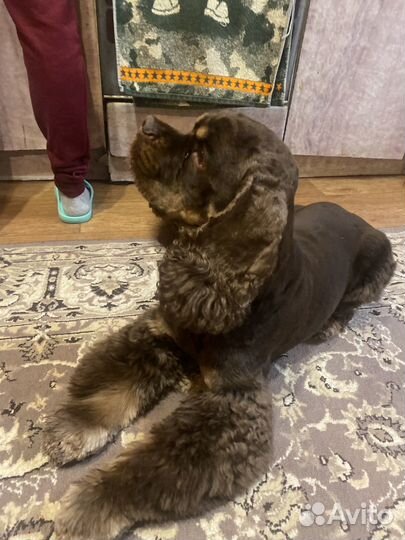 Ищем девочку для случки