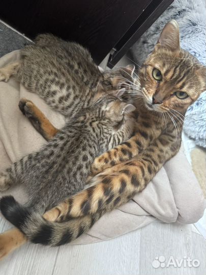 Бенгальская