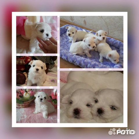 авито кемерово животные собаки