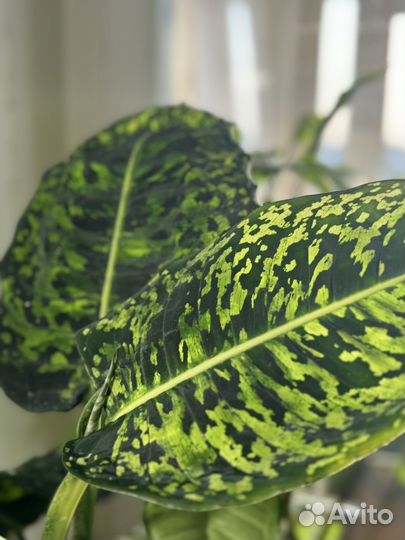 Диффенбахия рефлектор