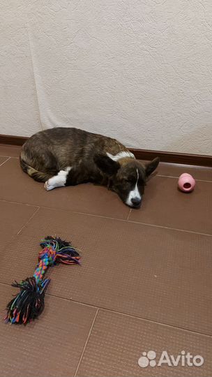 Кинолог / Специалист по поведению собак