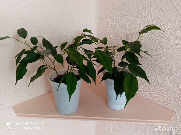 Фикус бенджамина детки