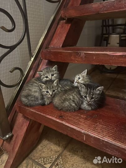 Котята в добрые руки