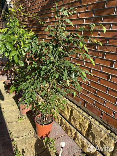 Фикус Бенджамина