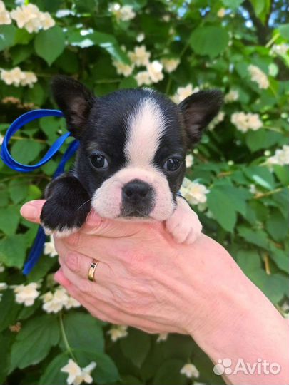 Гриффон Брюссельский. 2.5мес