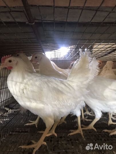 Молодые куры