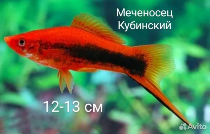 Аквариумные рыбки