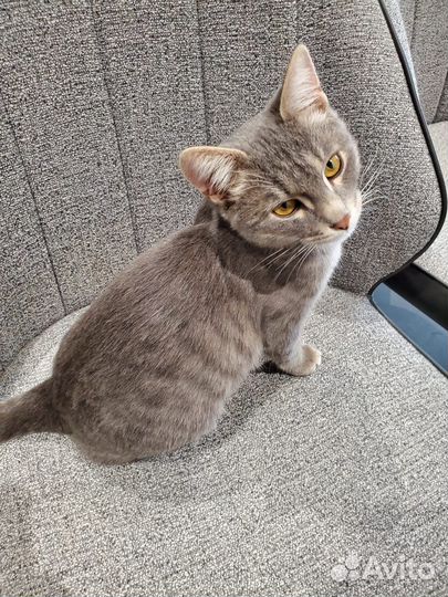 Котик в добрые руки