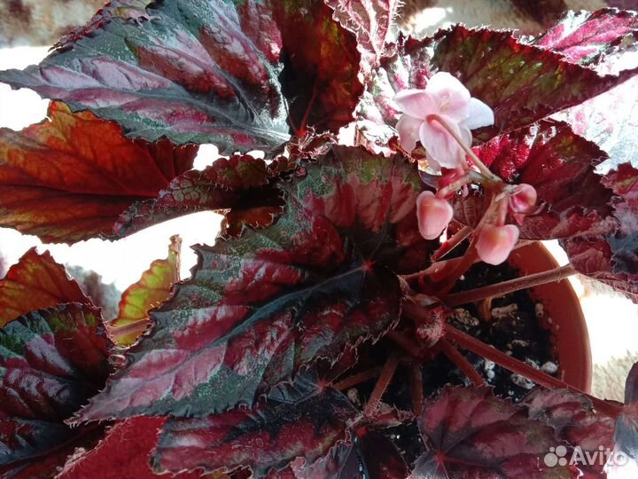 Маранта Триколор Хлорофитум Кордилина