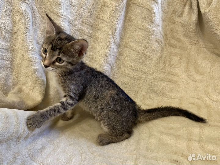 Котенок по имени 