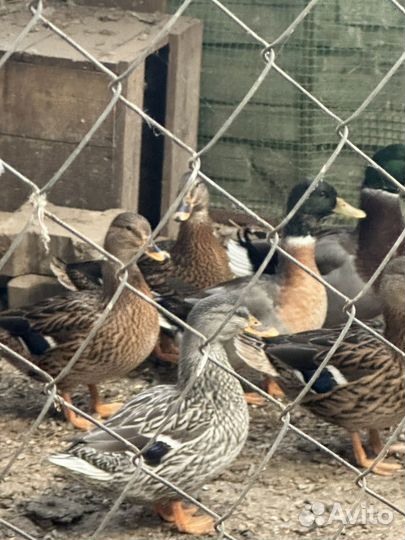 Дикие утки кряква