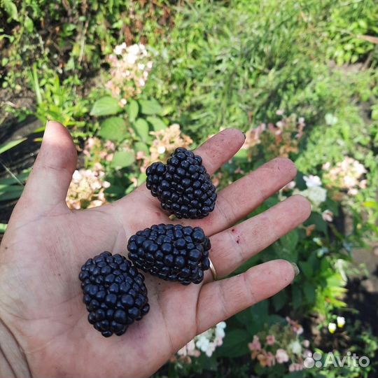 Саженцы ежевики и ежемалины