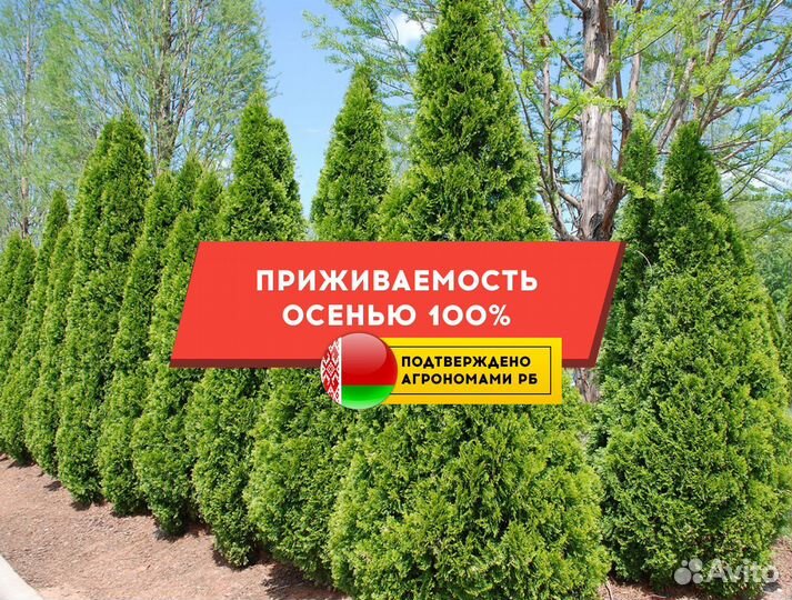 Туя с посадкой