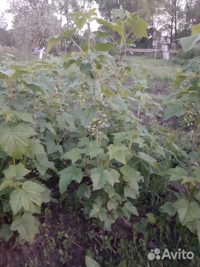 Саженцы чёрной смородины