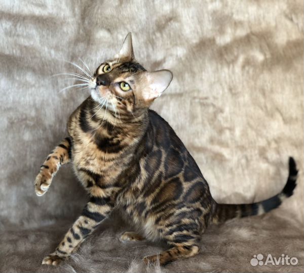 Бенгальский кот