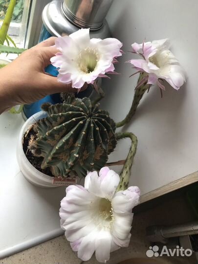 Кактус