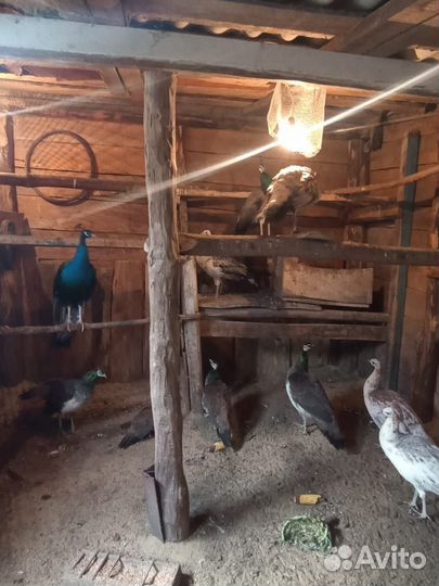 Павлины, фазаны, декоративные утки