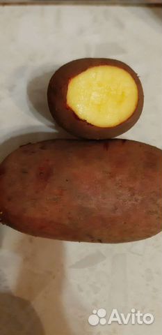 Картофель Славянка