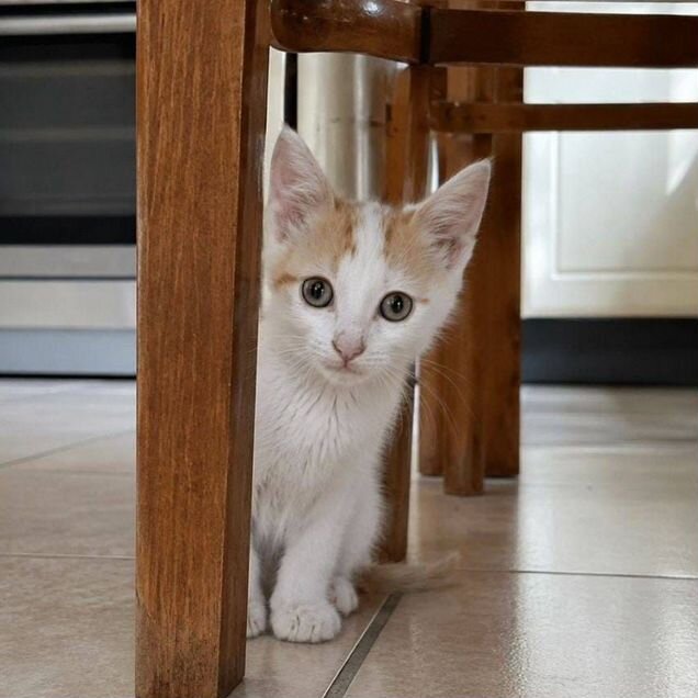 Европейский короткошёрстный котёнок