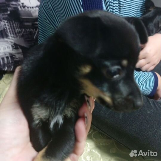 Щенки чихуахуа мини