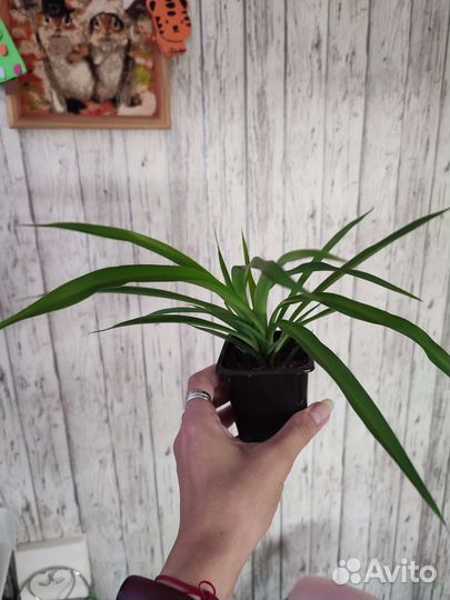 Комнатные цветы,эписции, колеусы