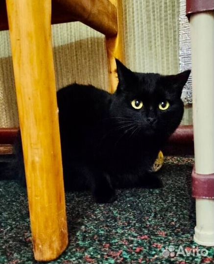 Красавица Мишель в добрые руки