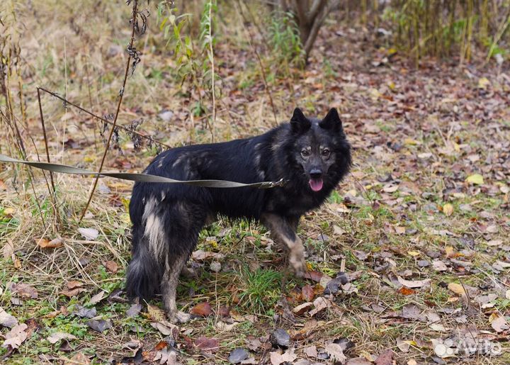 Собака Моцарт из приюта в добрые руки бесплатно