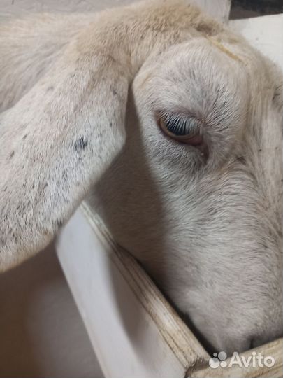 Коза нубийская