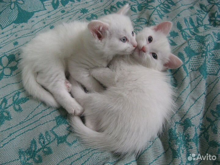 Котята девочки