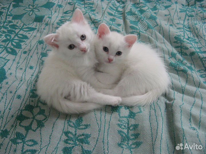 Котята девочки