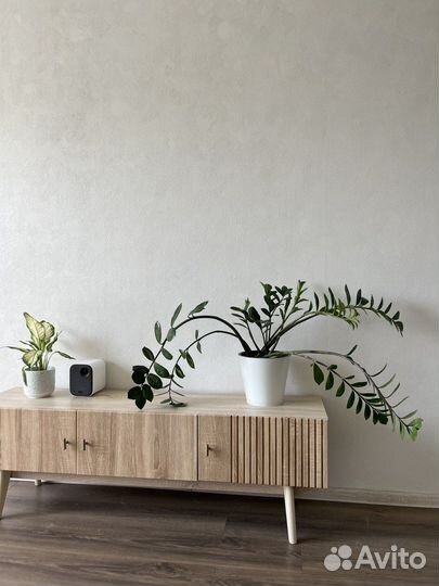 Замиокулькас