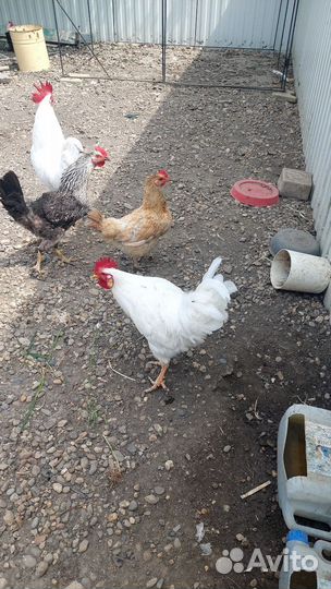 Молодые петухи